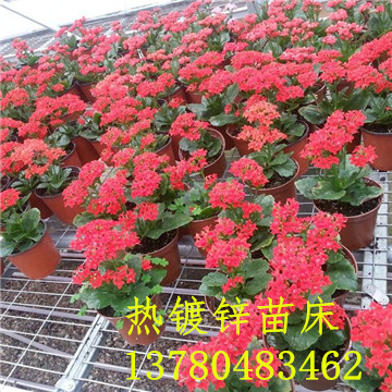 <a href='/' target='_blank'><a href='http://services-voyage.com/miaochuangsheshi/203.html'target='_blank'>花架網(wǎng)</a></a> <a href='/' target='_blank'><a href='http://services-voyage.com/miaochuangsheshi/203.html'target='_blank'>花架網(wǎng)</a></a>