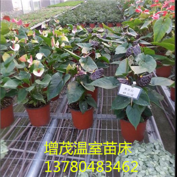 <a href='/' target='_blank'>育苗網(wǎng)廠家</a> <a href='/' target='_blank'>育苗網(wǎng)廠家</a>