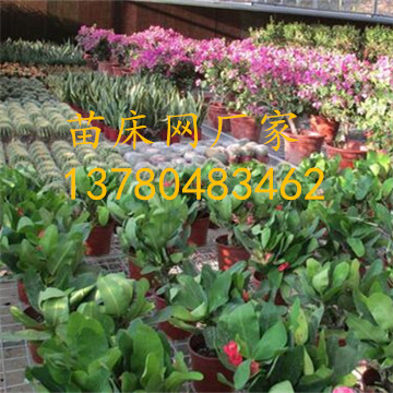 <a href='/' target='_blank'><a href='/' target='_blank'>溫室苗床</a>網(wǎng)</a> <a href='/' target='_blank'><a href='/' target='_blank'>溫室苗床</a>網(wǎng)</a>