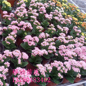 <a href='/' target='_blank'><a href='/' target='_blank'>溫室苗床</a>網(wǎng)</a> <a href='/' target='_blank'><a href='/' target='_blank'>溫室苗床</a>網(wǎng)</a>